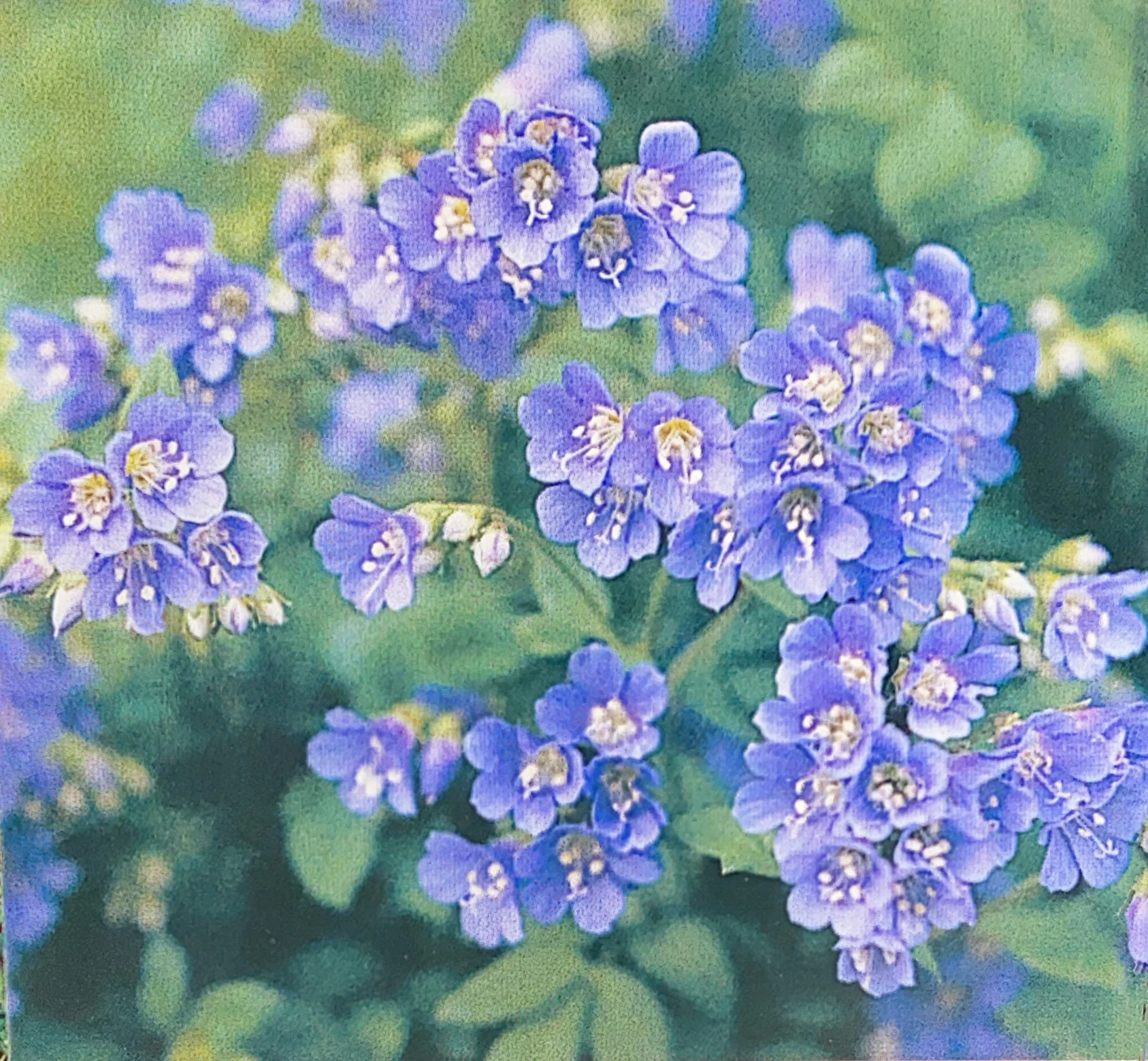 Jacob's Ladder | Azure Blue