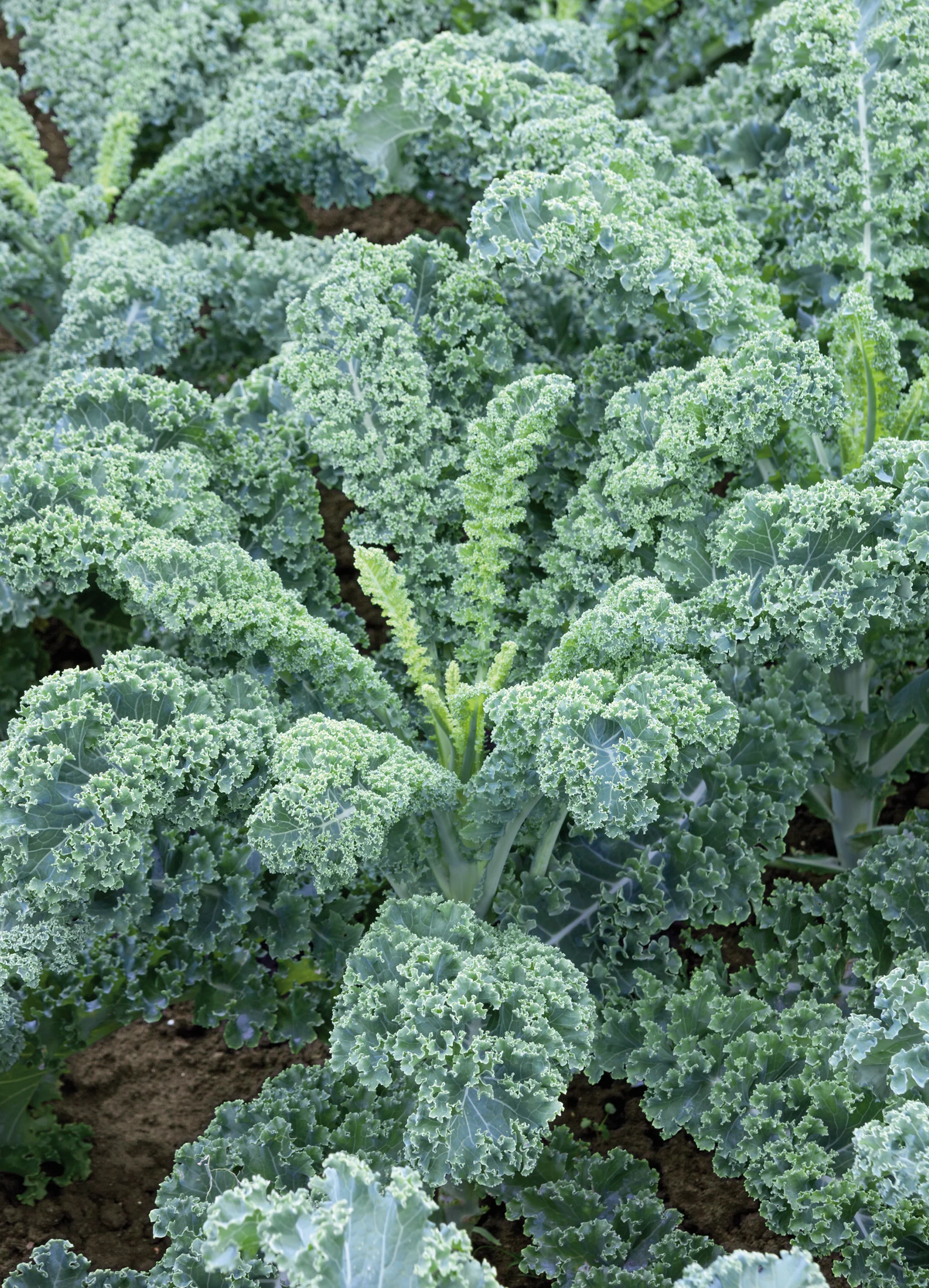 Kale | Dwarf Scotch Curled
