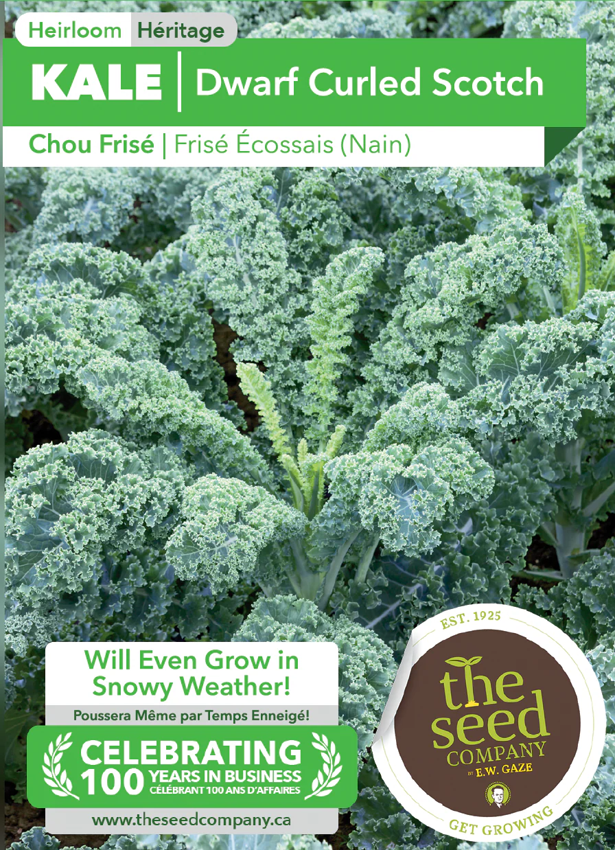 Kale | Dwarf Scotch Curled - Image 2