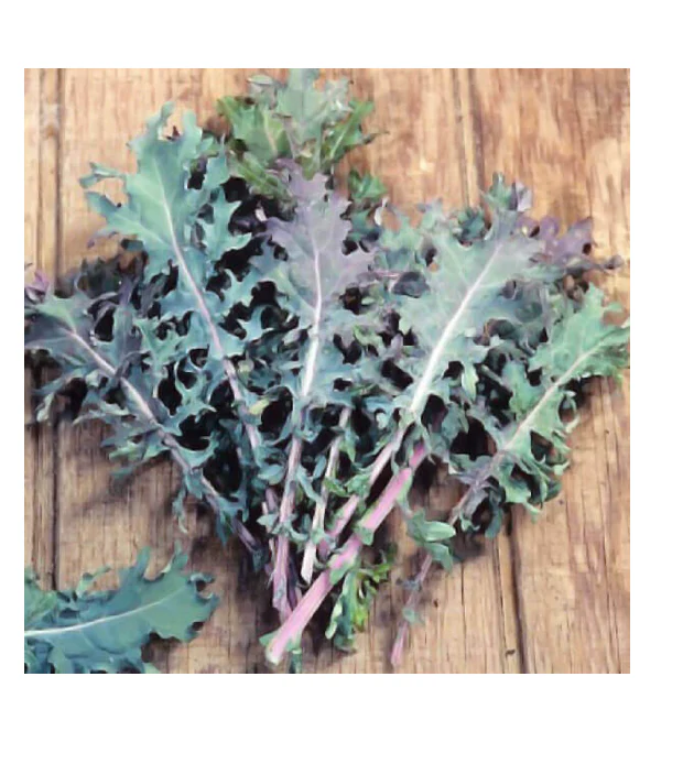 Kale | Red Russian ORGANIC