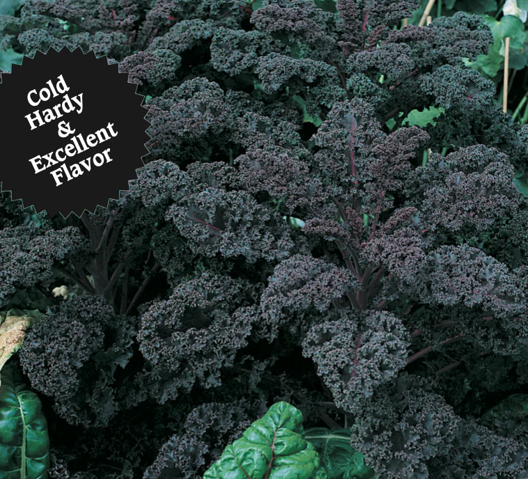 Kale | Redbor