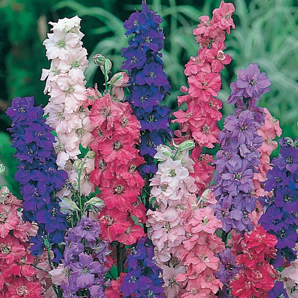 Larkspur | Imperial Mix
