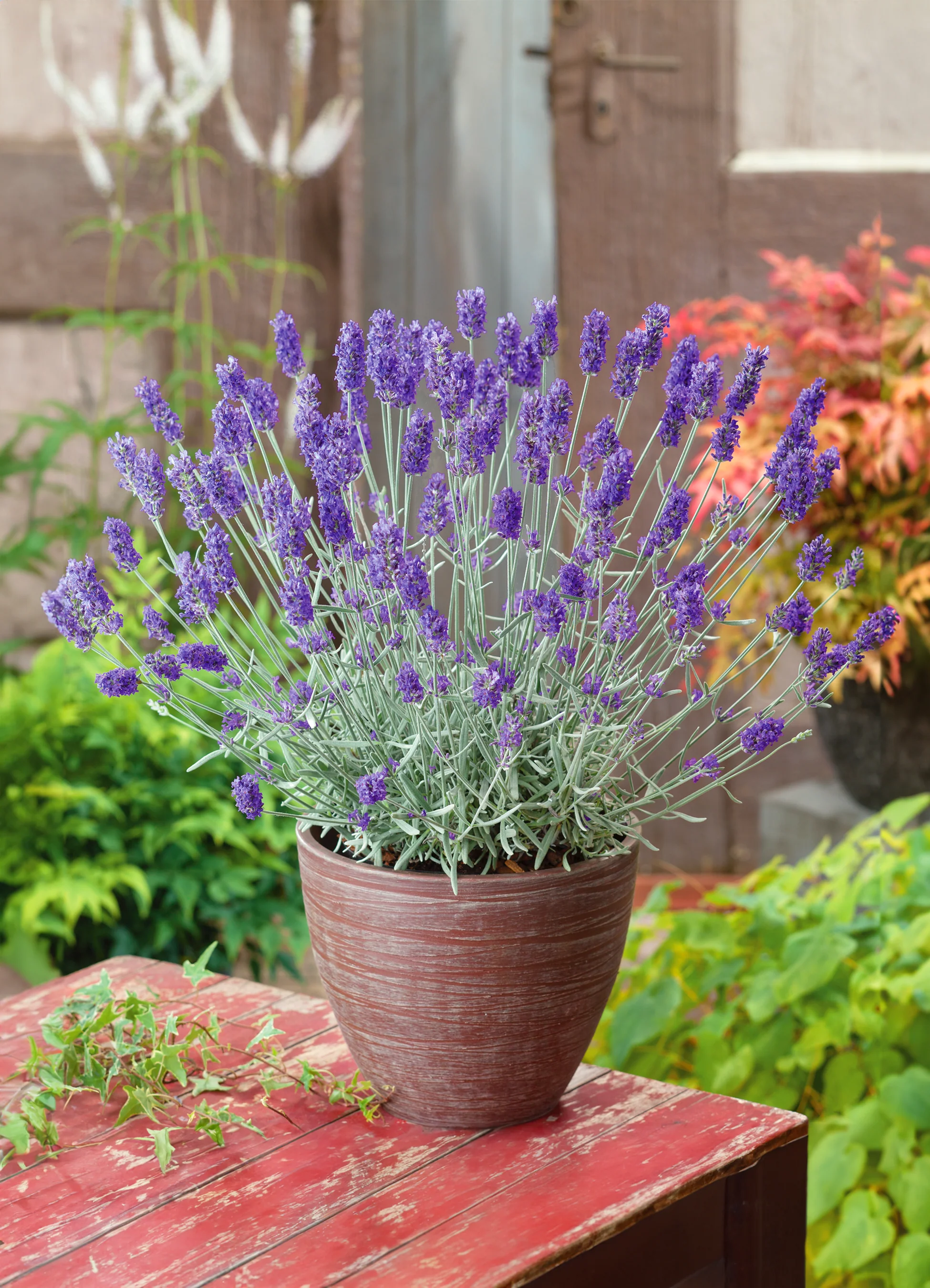 Lavender | English