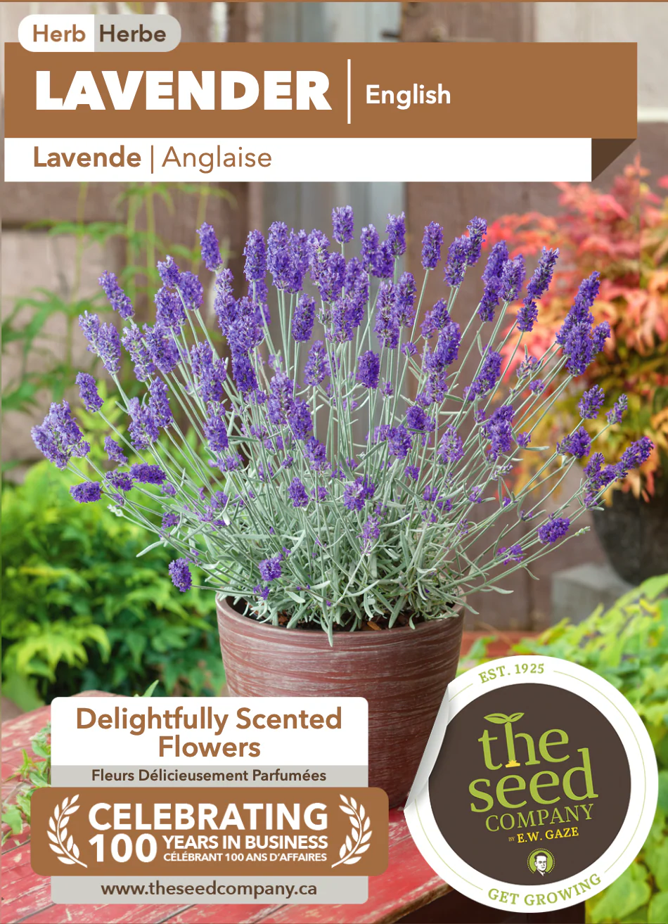 Lavender | English - Image 2