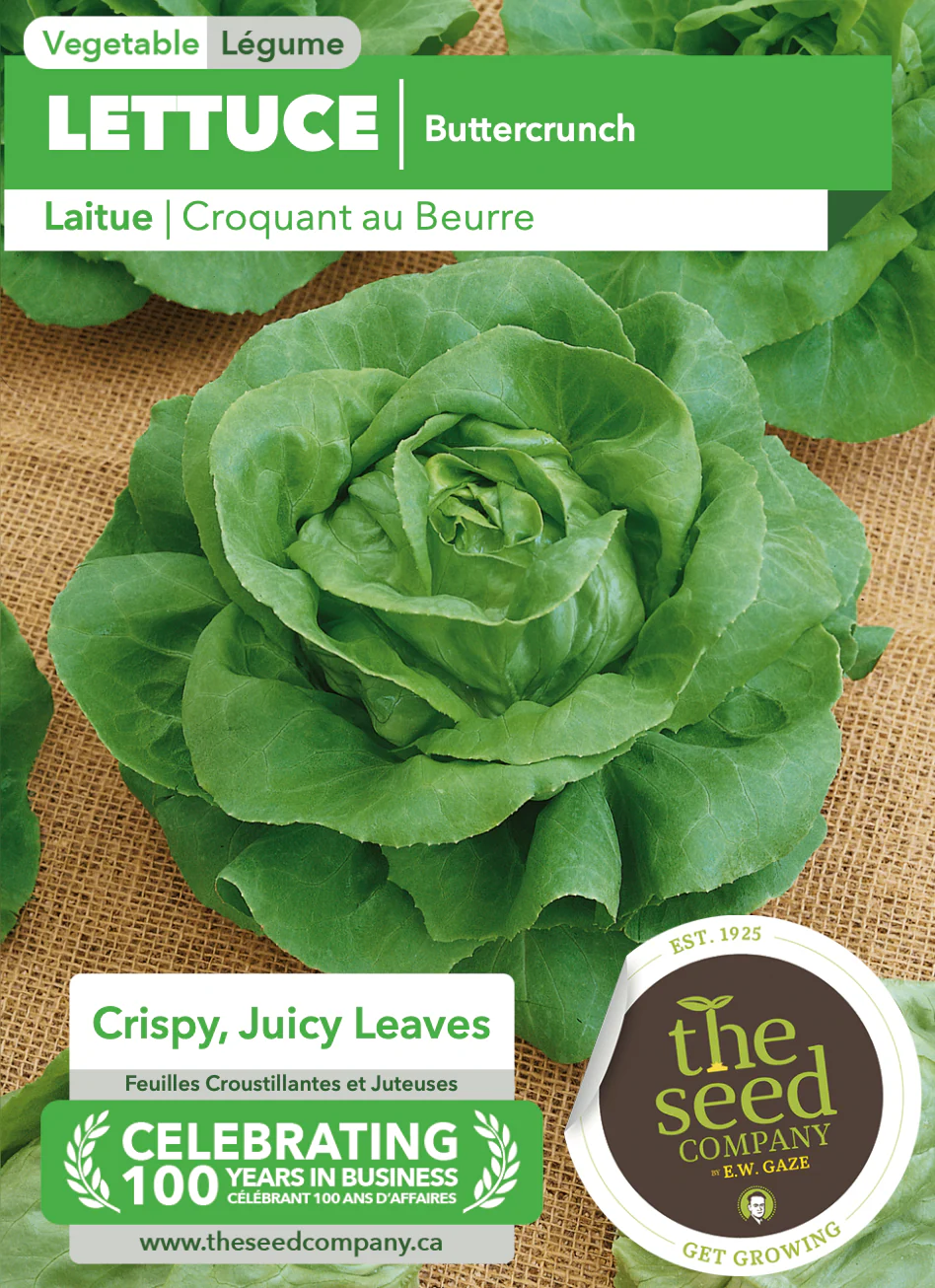Lettuce | Buttercrunch - Image 2