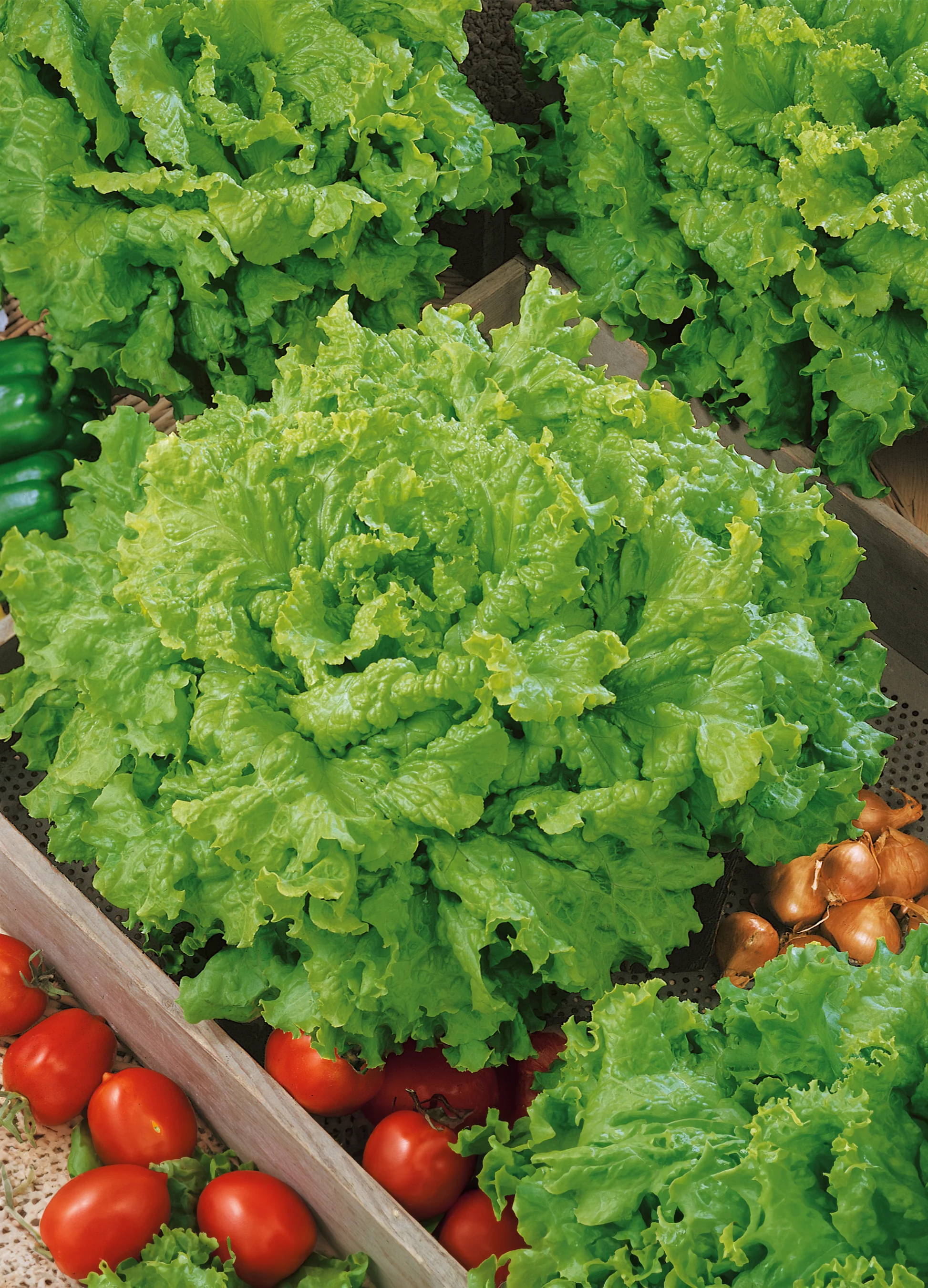 Lettuce | Grand Rapids