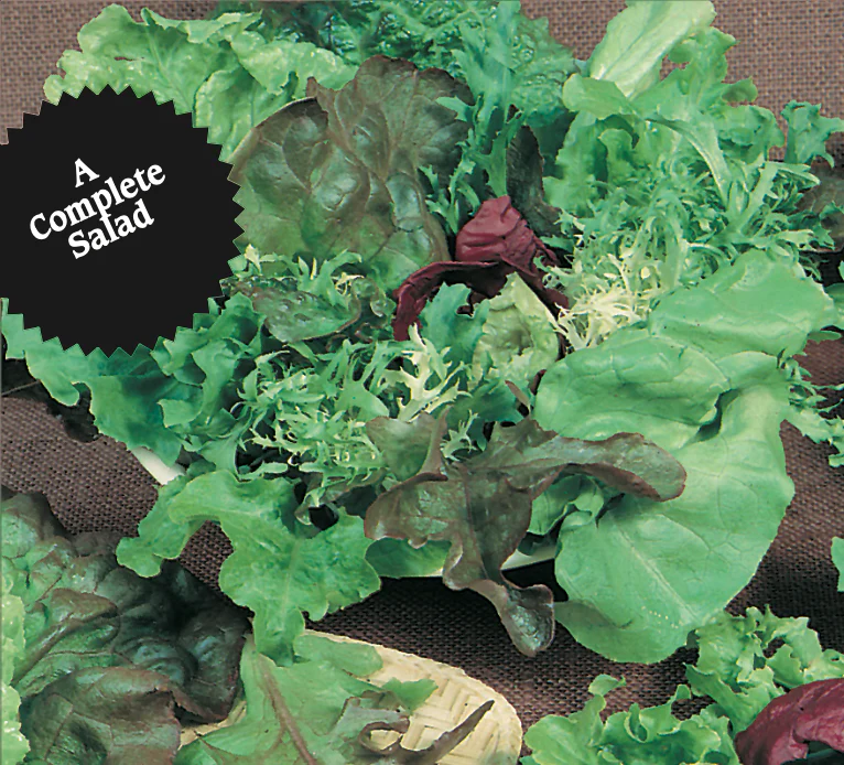 Lettuce | Mesclun Salad Mix - Image 3