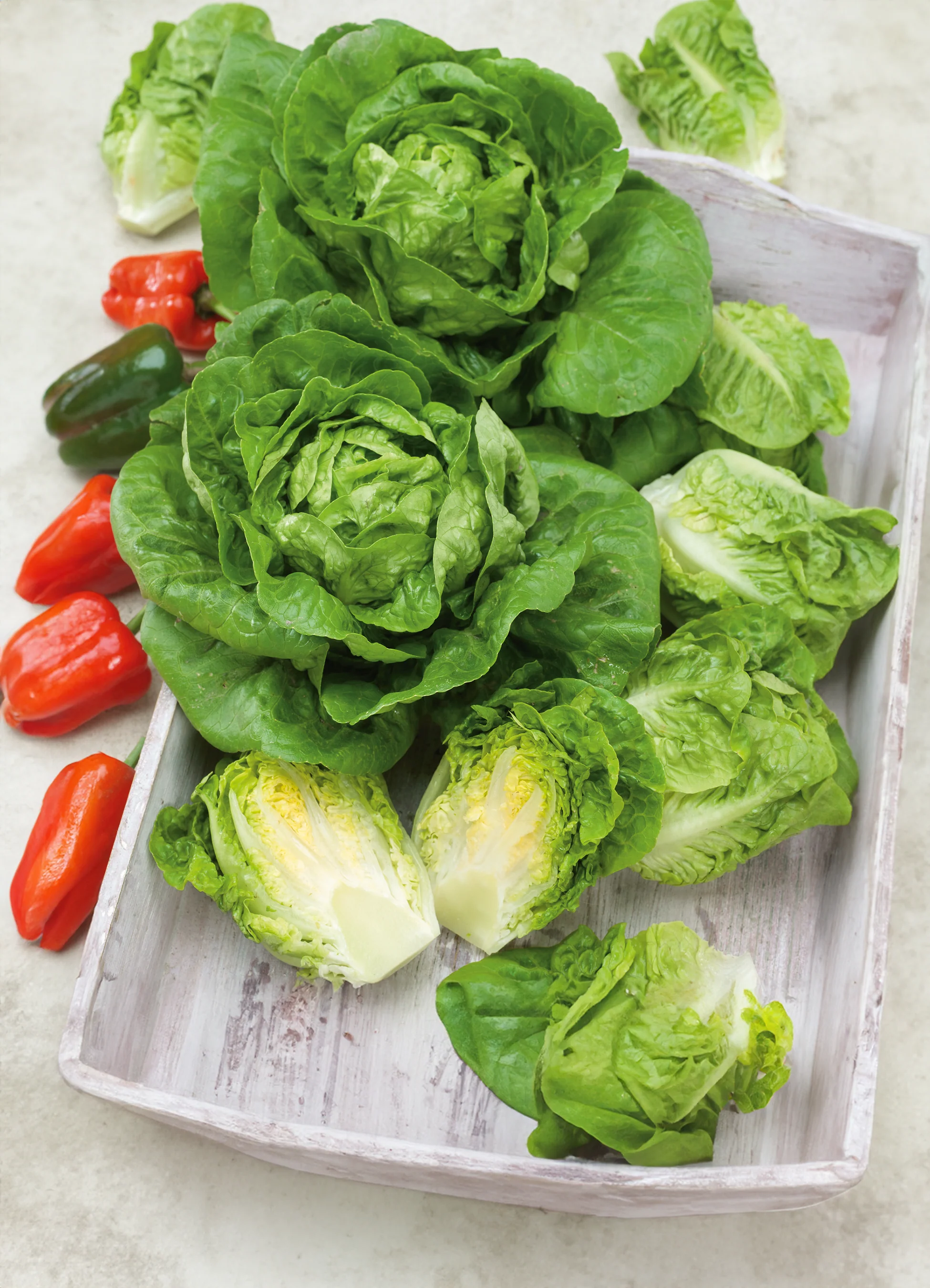 Lettuce | Romaine Little Gem