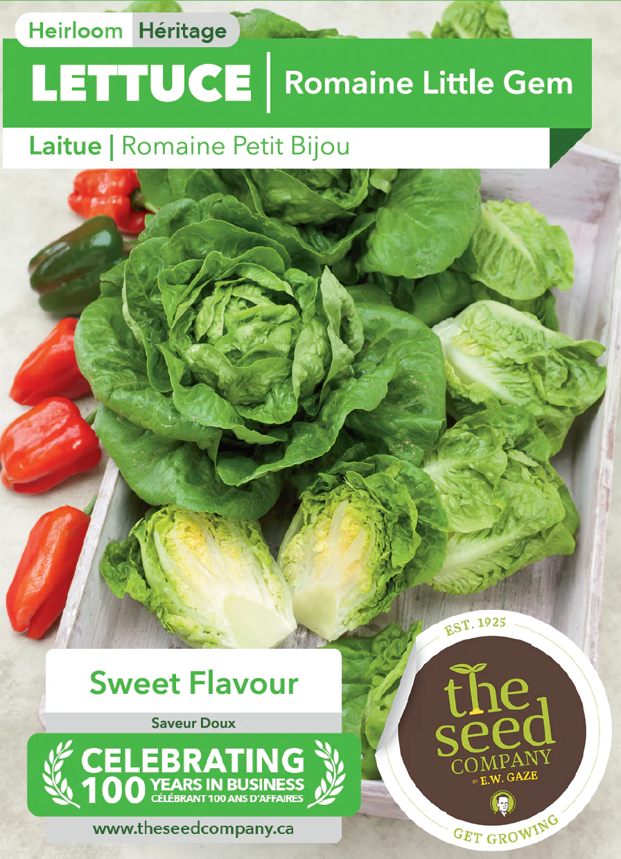 Lettuce | Romaine Little Gem - Image 2