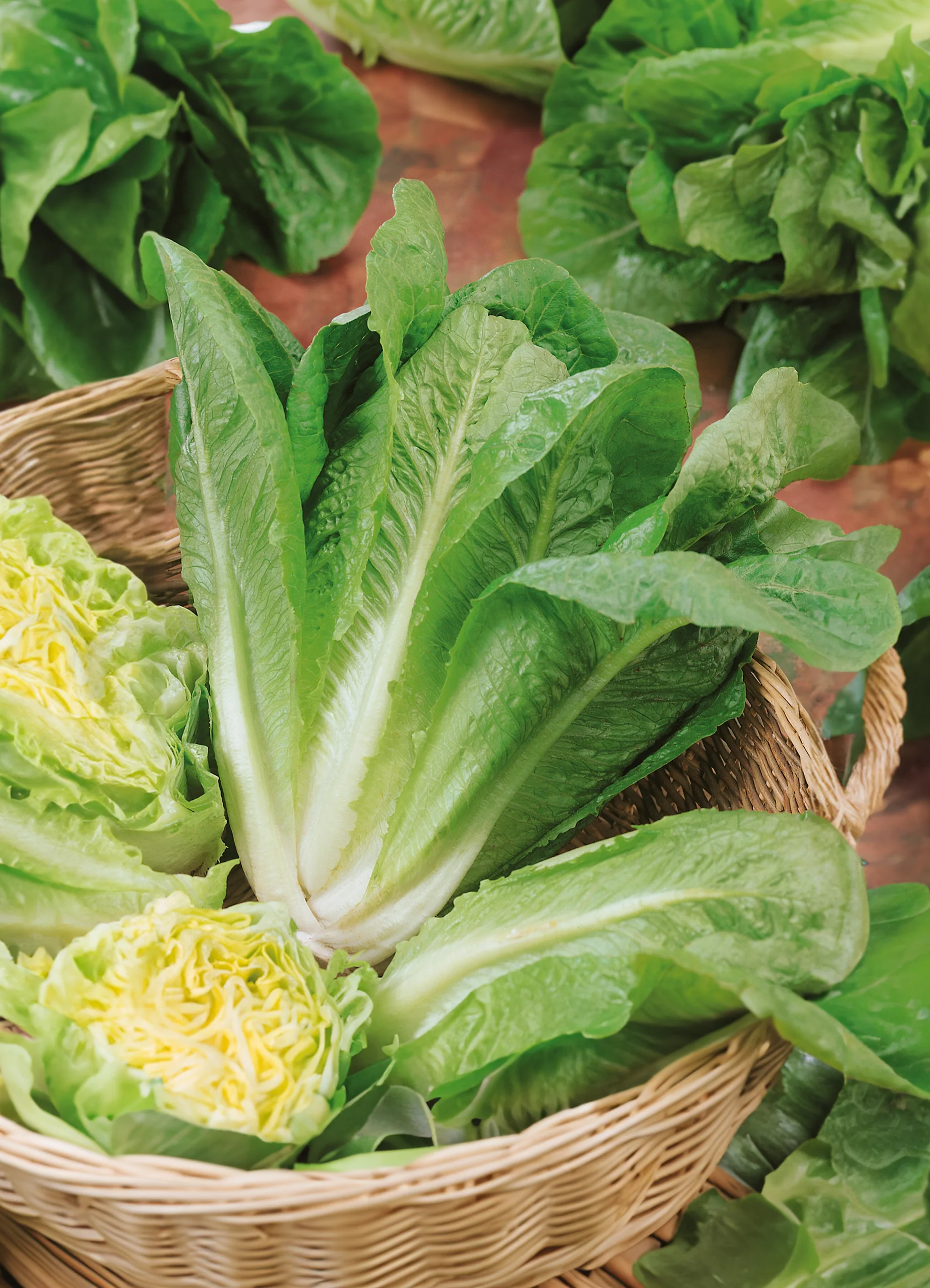 Lettuce | Romaine Parris Island