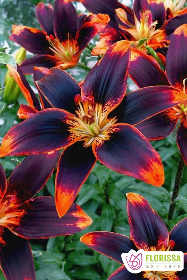 Lily | Asiatic - Forever Susan