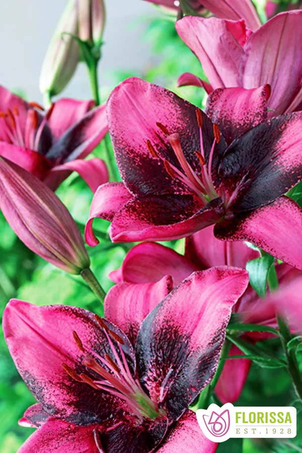 Lily | Asiatic - Purple Dream