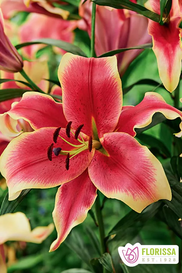 Lily | O/T - African Lady