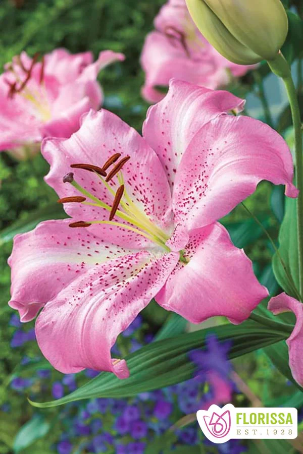 Lily | Oriental - Josephine