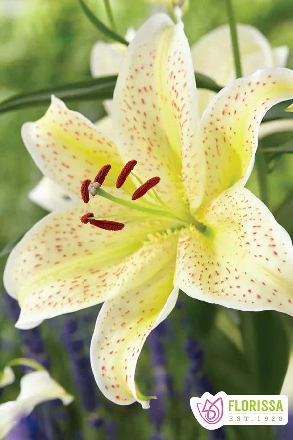 Lily | Oriental - Tiger Moon