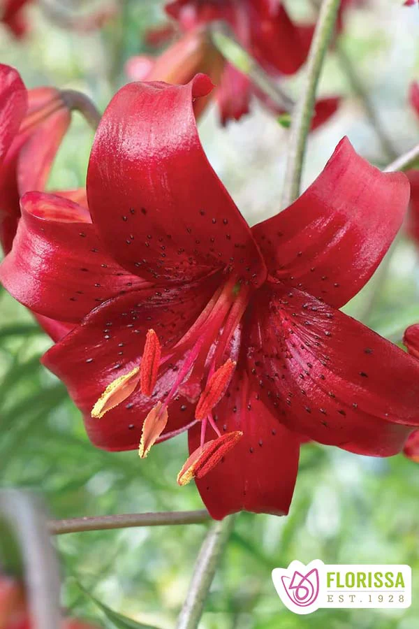 Lily | Tiger - Red Velvet