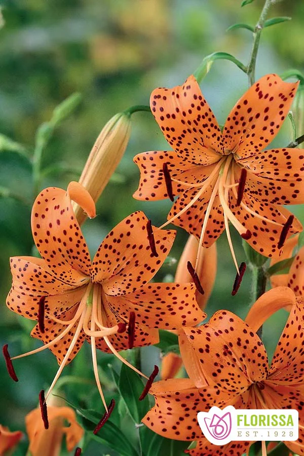 Lily | Tiger - Tigrinum Splendens