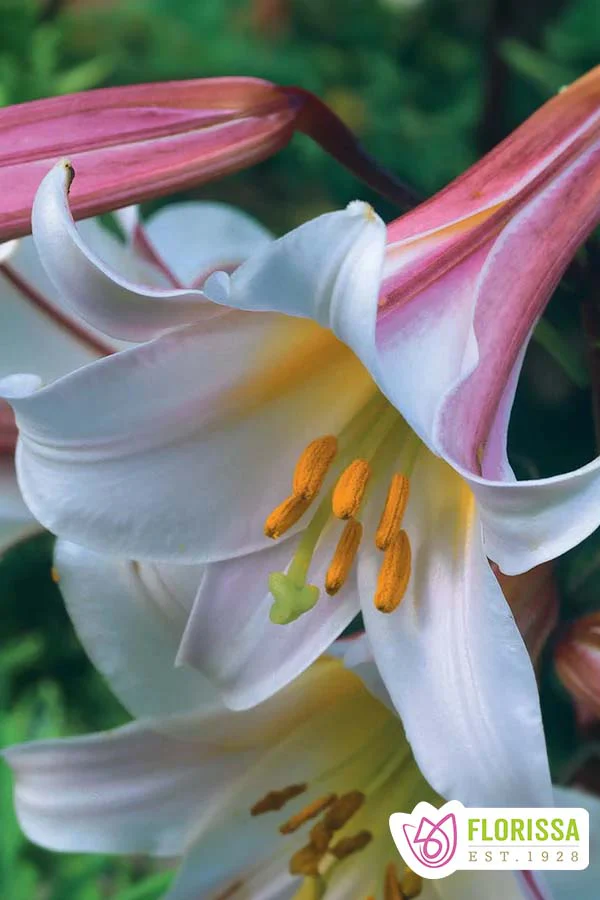 Lily | Trumpet - Regale