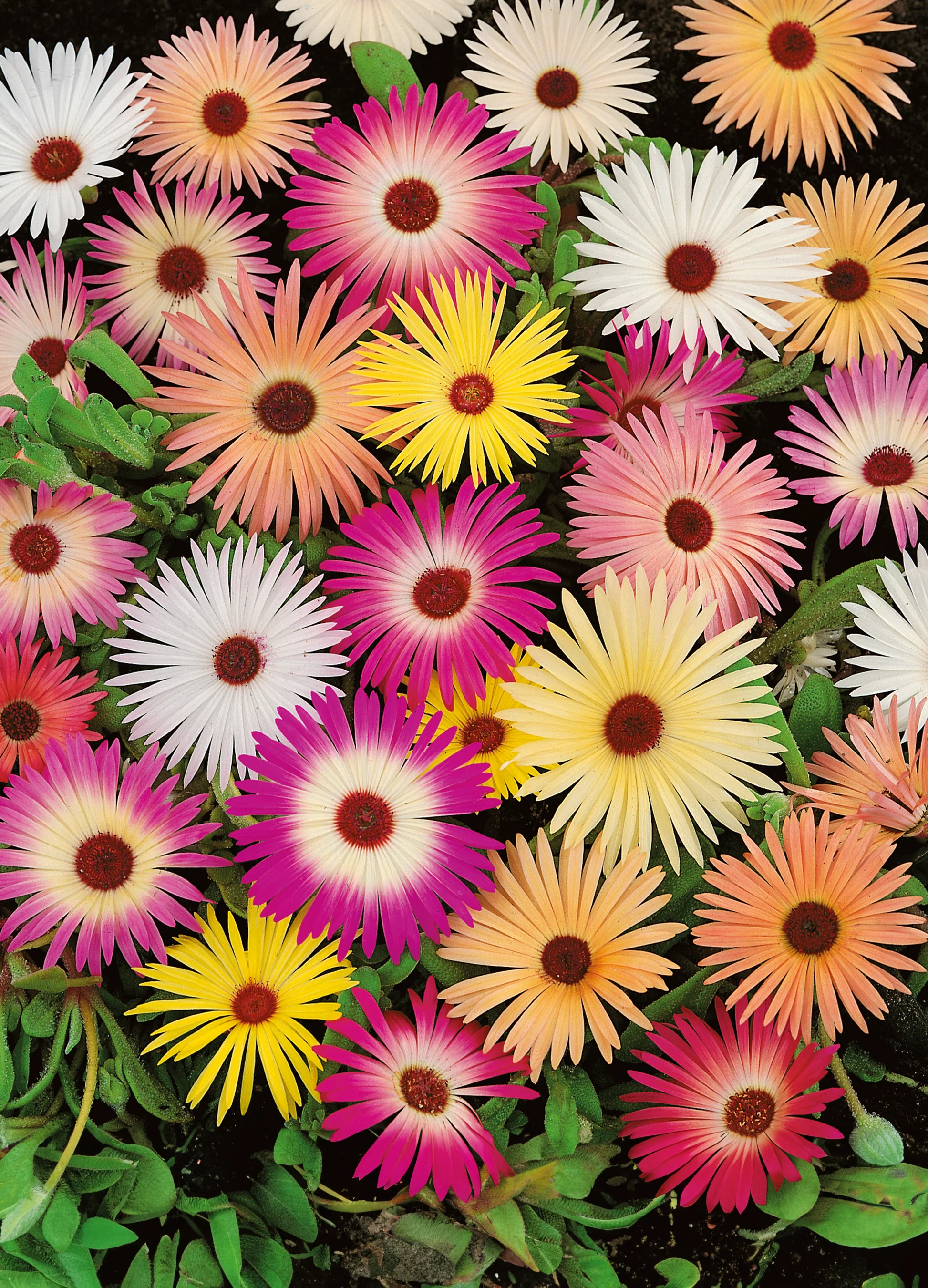 Livingston Daisy | Ice Plant Mix