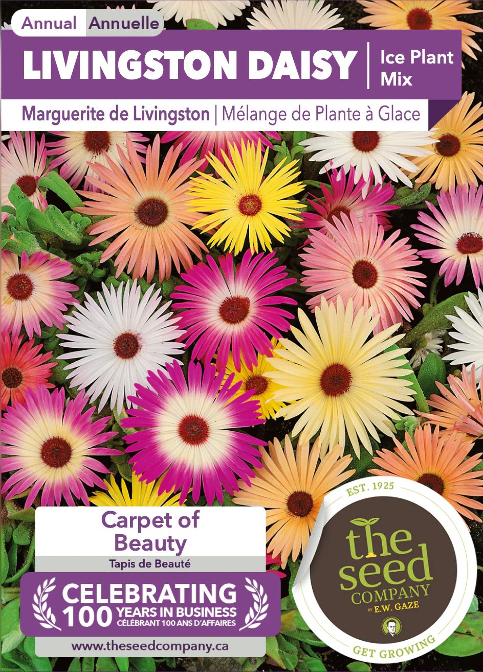 Livingston Daisy | Ice Plant Mix - Image 2