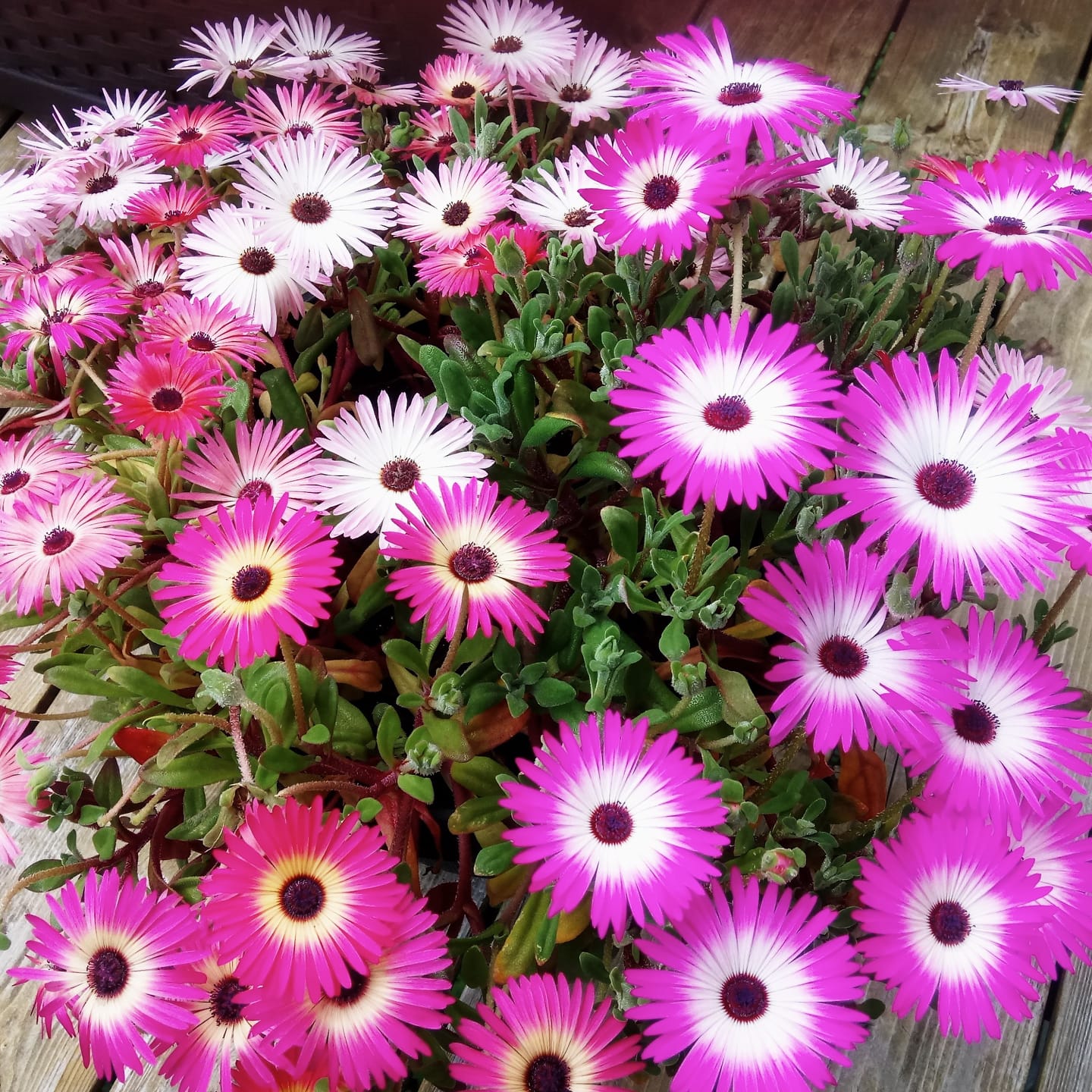 Livingston Daisy | Ice Plant Mix - Image 3
