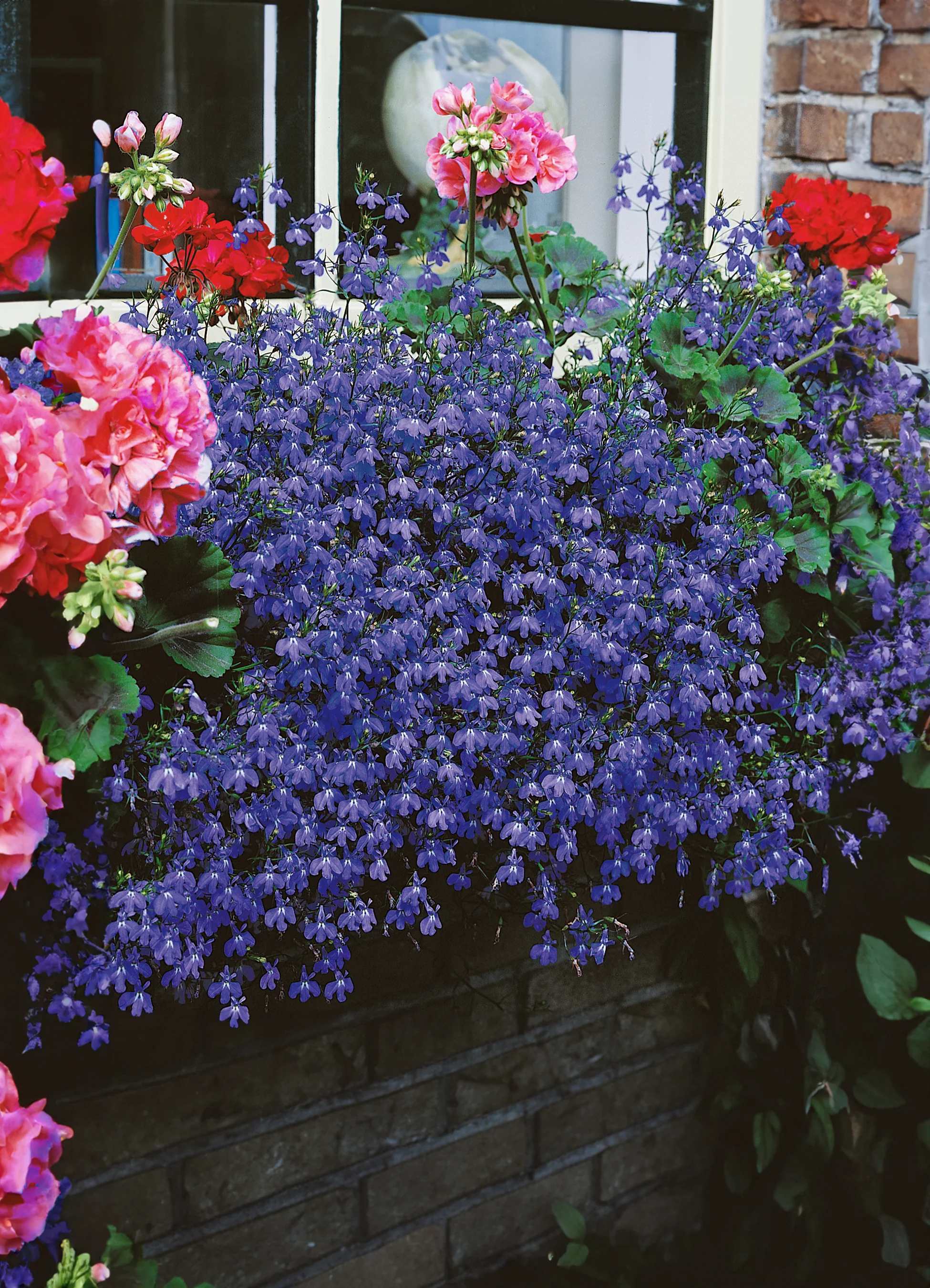 Lobelia | Blue Cascade