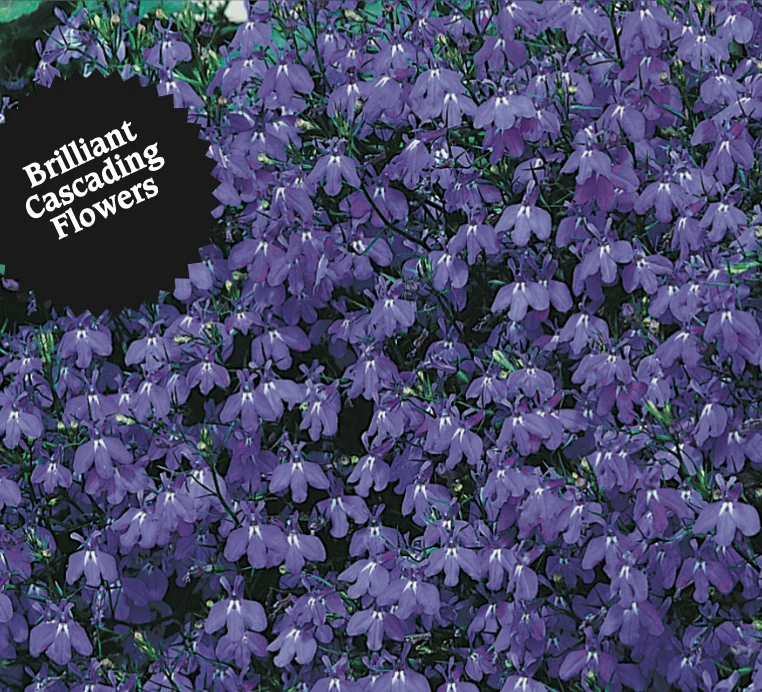 Lobelia | Blue Cascade - Image 3