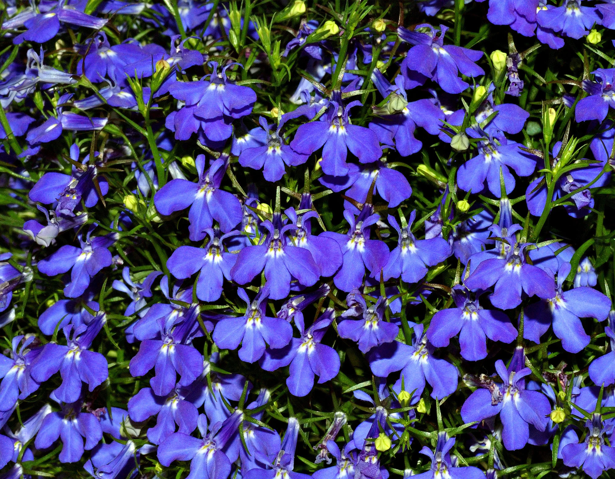 Lobelia | Sapphire Trailing