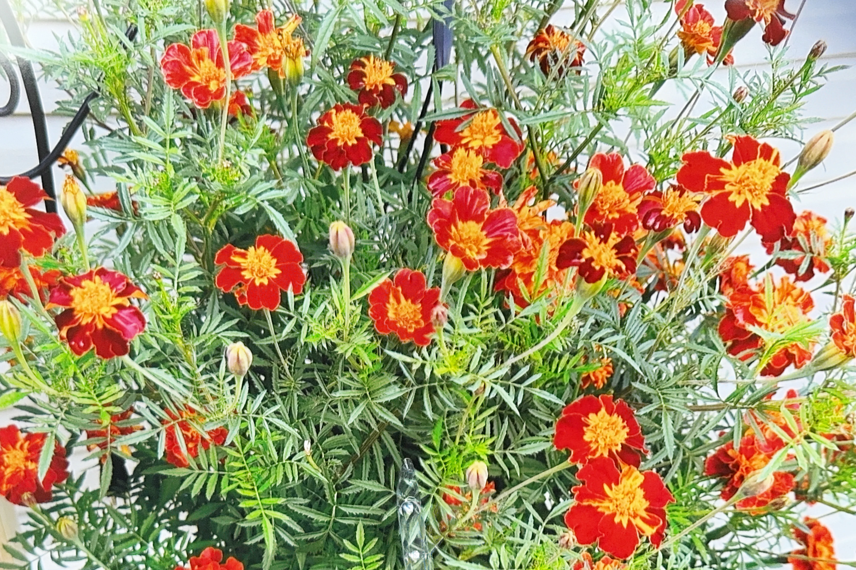 LOCAL Marigold Mix