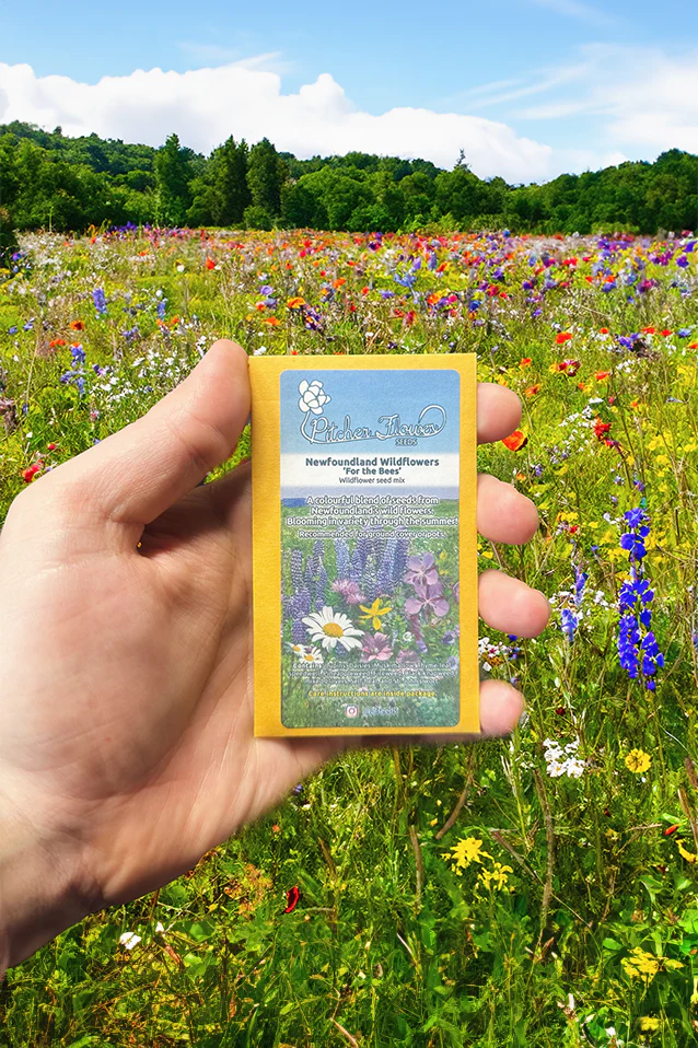 LOCAL Wildflowers 'For the Bees' Seed Mix