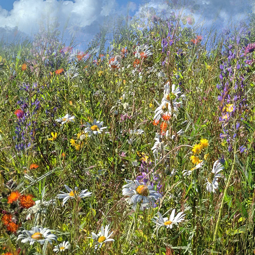 LOCAL Wildflowers 'For the Bees' Seed Mix - Image 2