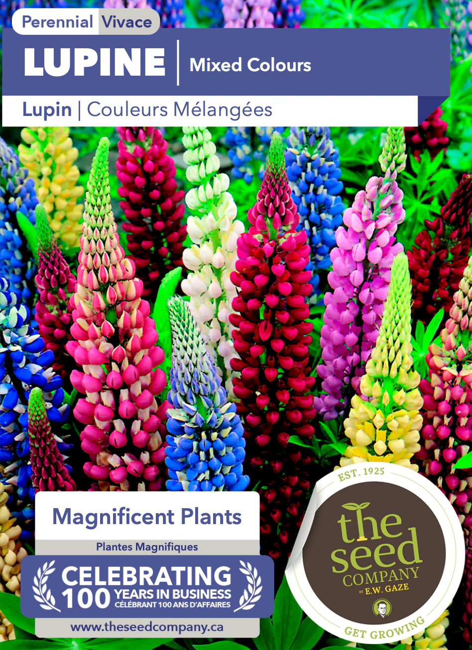 Lupine | Mixed Colours - Image 2