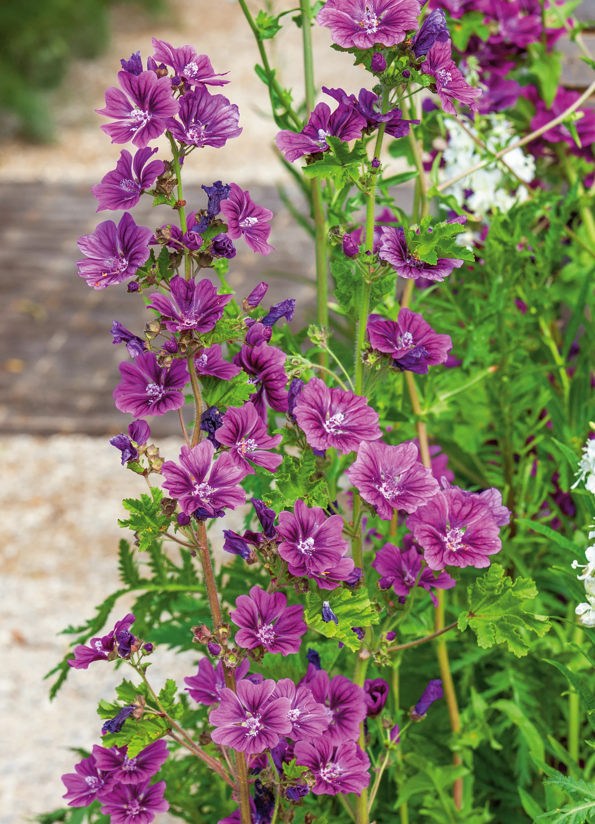 Malva Sylvestris | Purpleheart Mallow