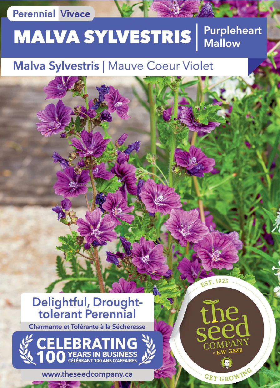 Malva Sylvestris | Purpleheart Mallow - Image 2