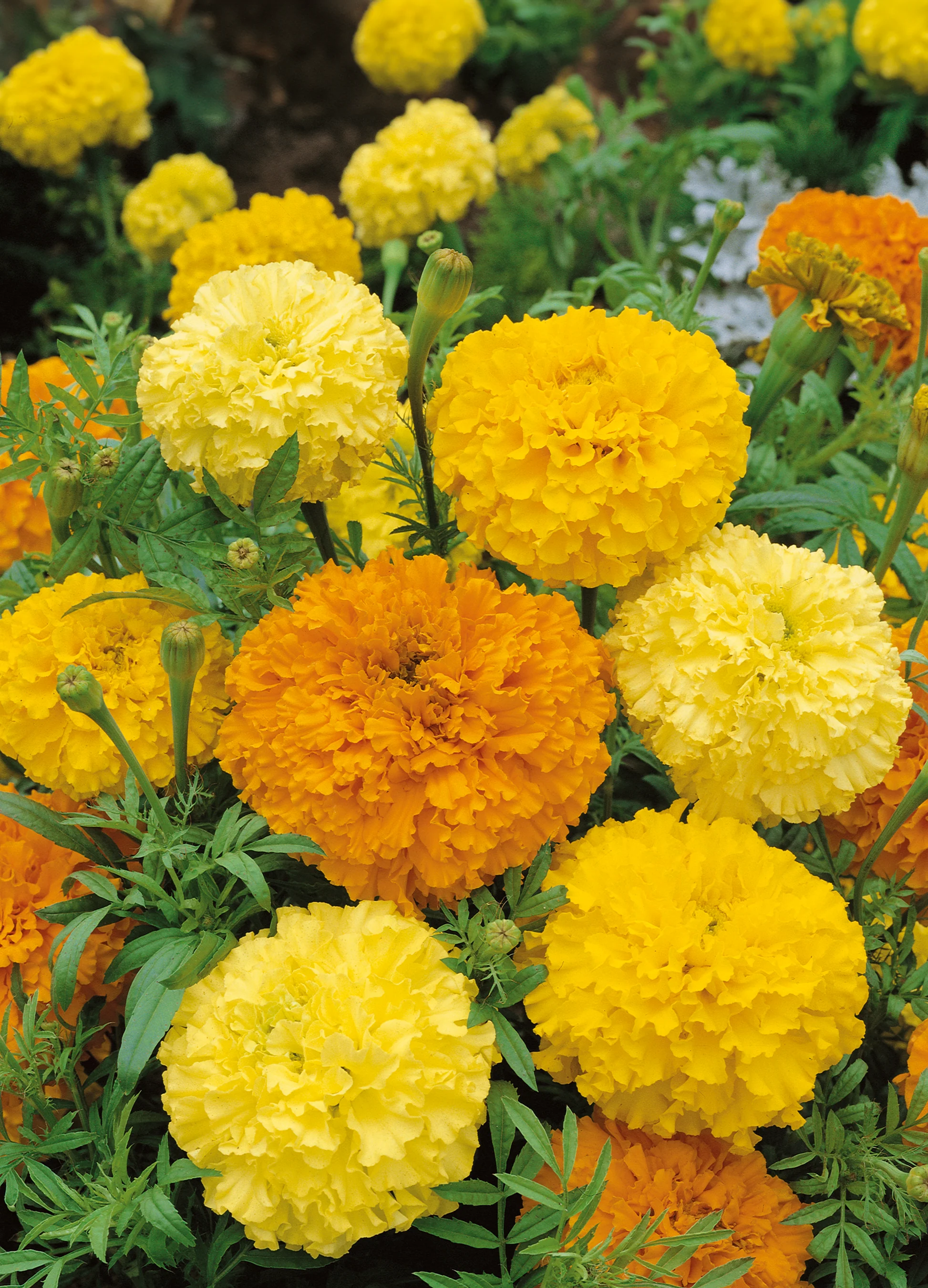 Marigold | Crackerjack Tall