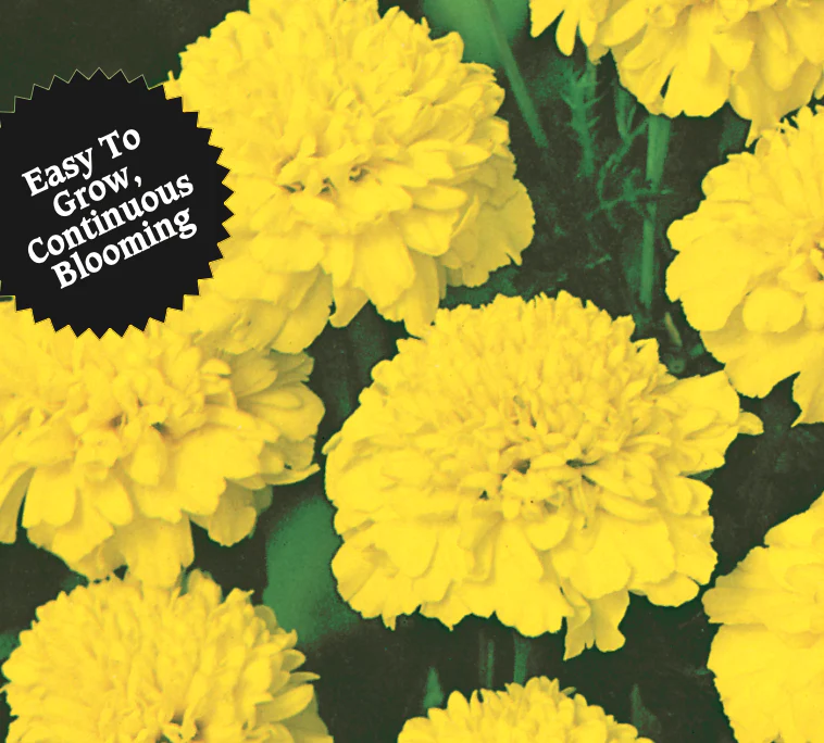 Marigold | Lemon Drop - Image 2
