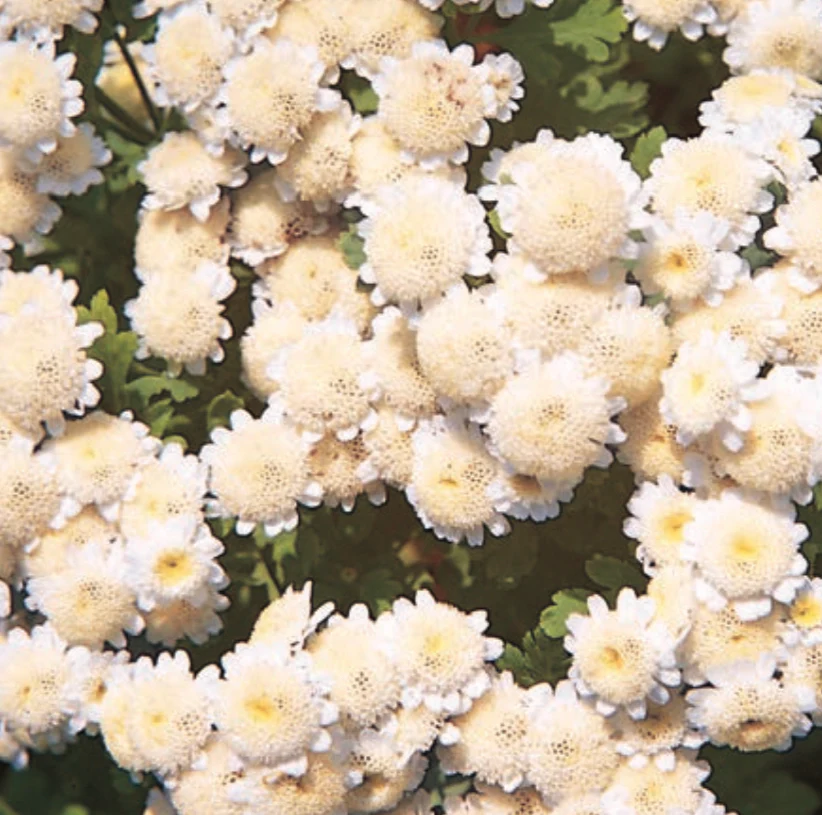 Matricaria | Snowball