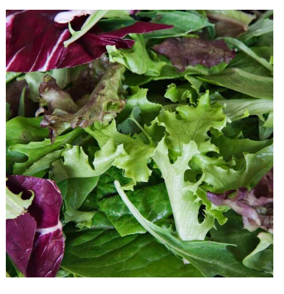 Lettuce | Mesclun Mixture ORGANIC