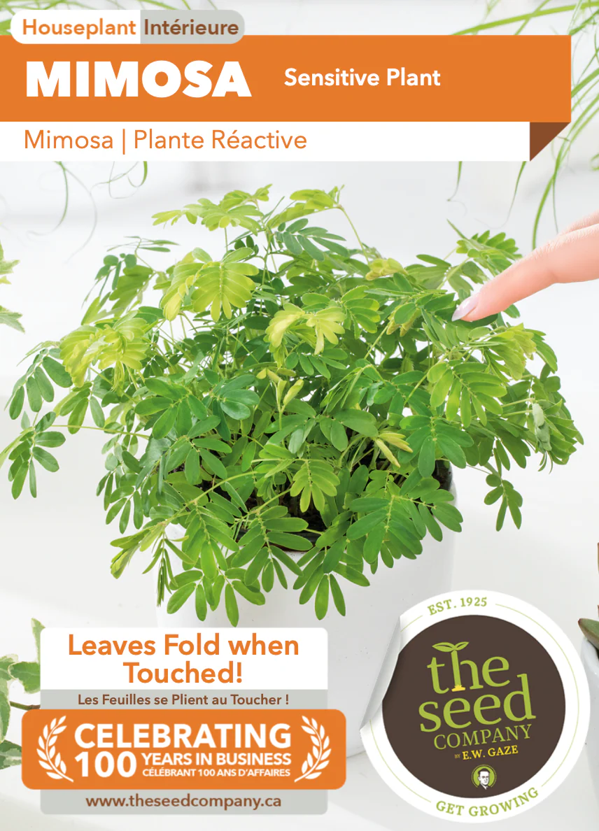 Mimosa | Sensitive Plant - Image 2