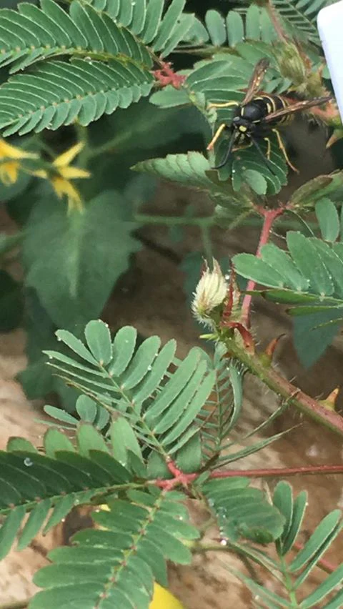 Mimosa | Sensitive Plant - Image 5
