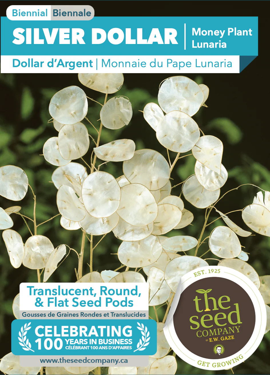 Silver Dollar | Money Plant Lunaria - Image 2