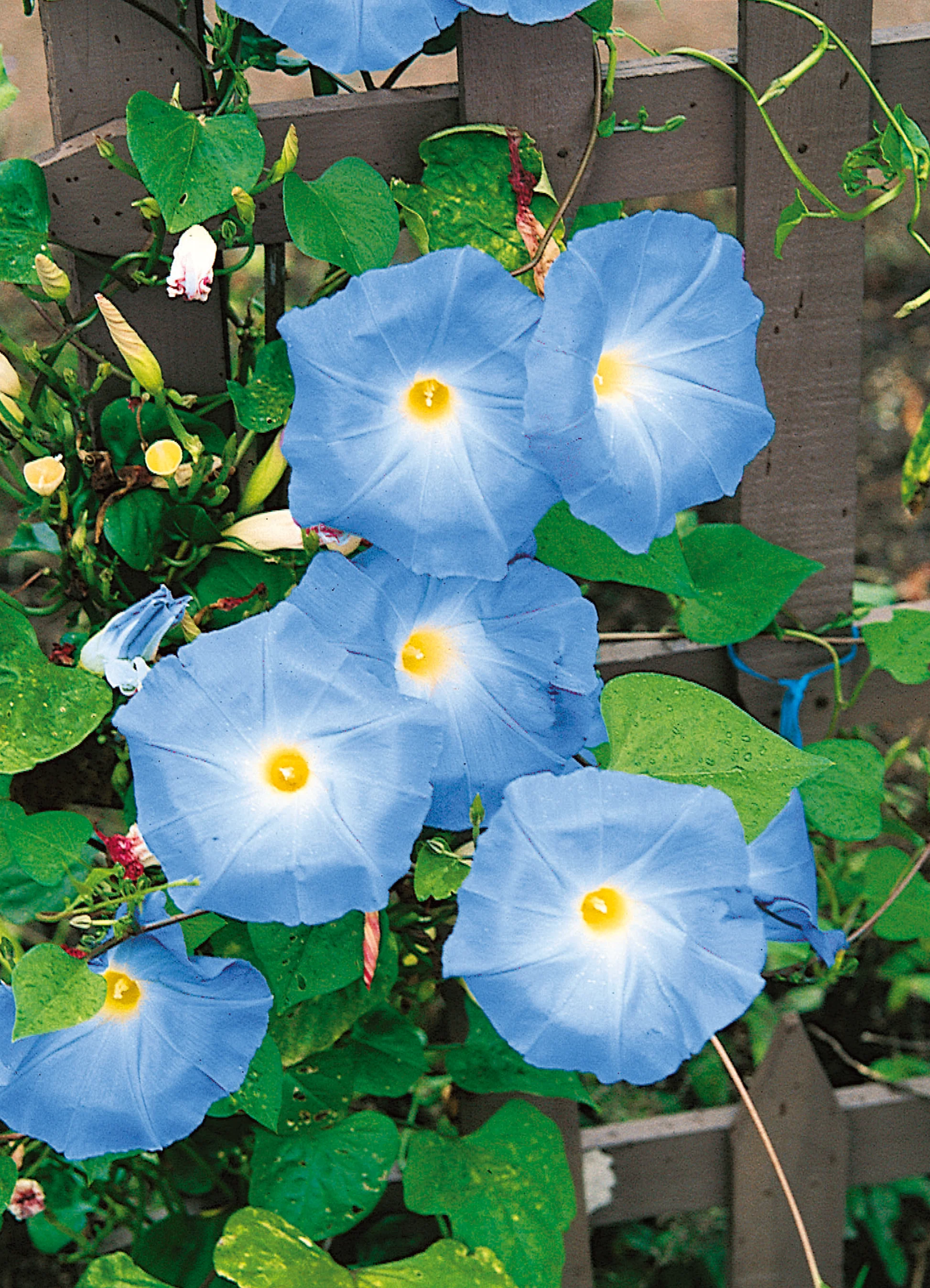 Morning Glory | Heavenly Blue