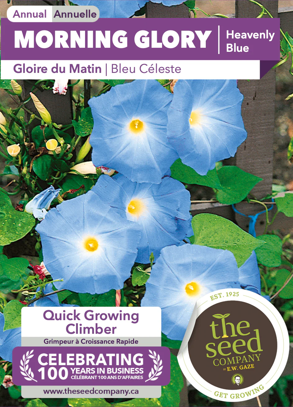 Morning Glory | Heavenly Blue - Image 2