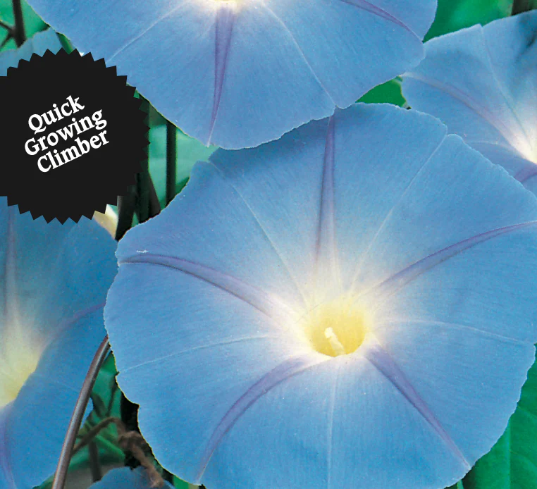 Morning Glory | Heavenly Blue - Image 3