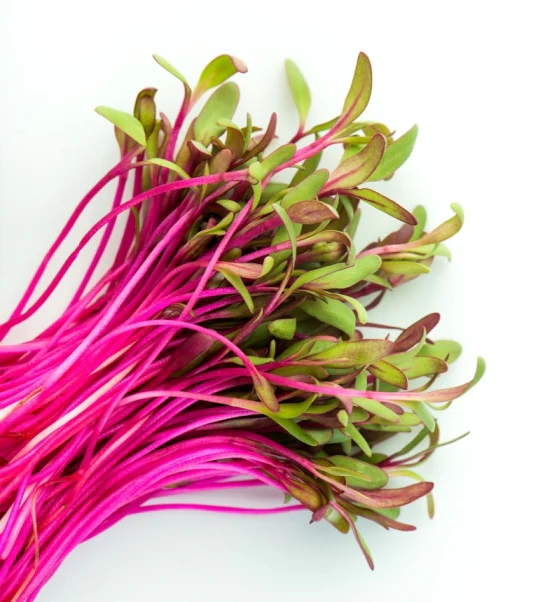 Ruby Beet Sprouting Seeds