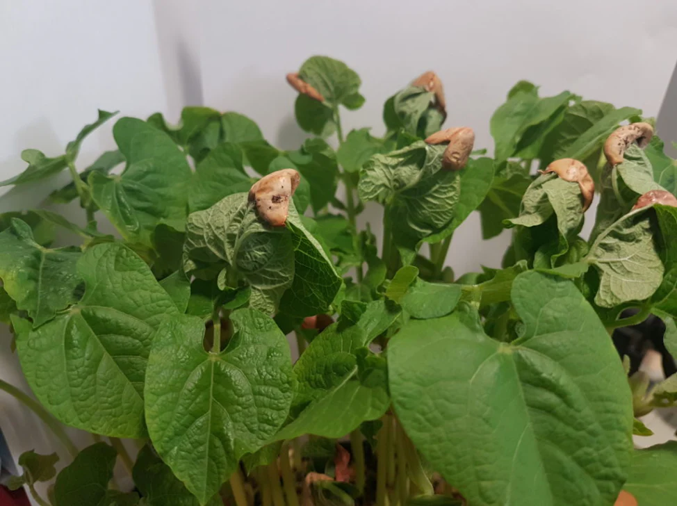 Cranberry Beans Sprouting Seeds