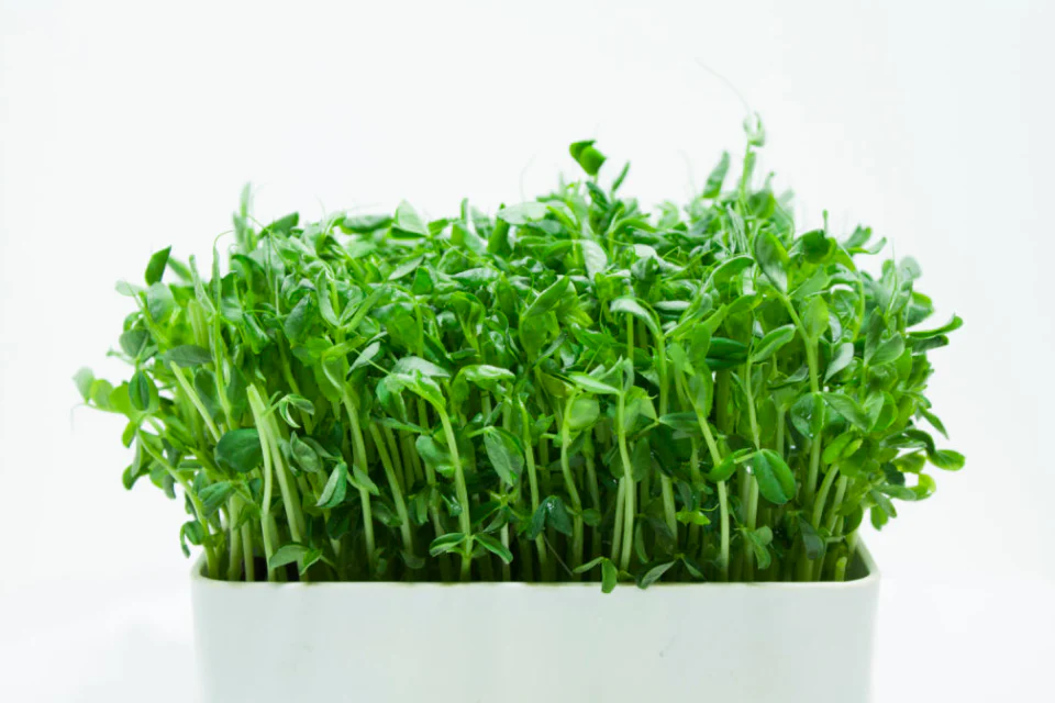 Dwarf Grey Sugar Peas Sprouting Seeds