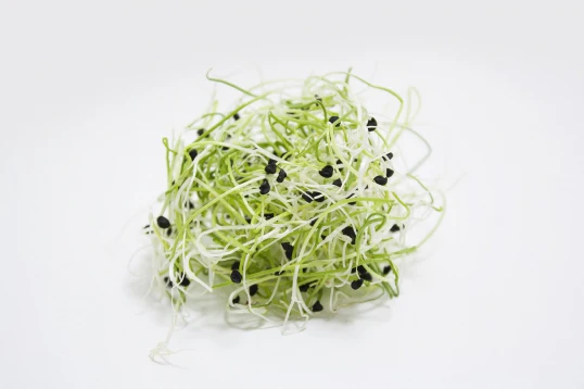 Onion Sprouting Seeds - Image 2
