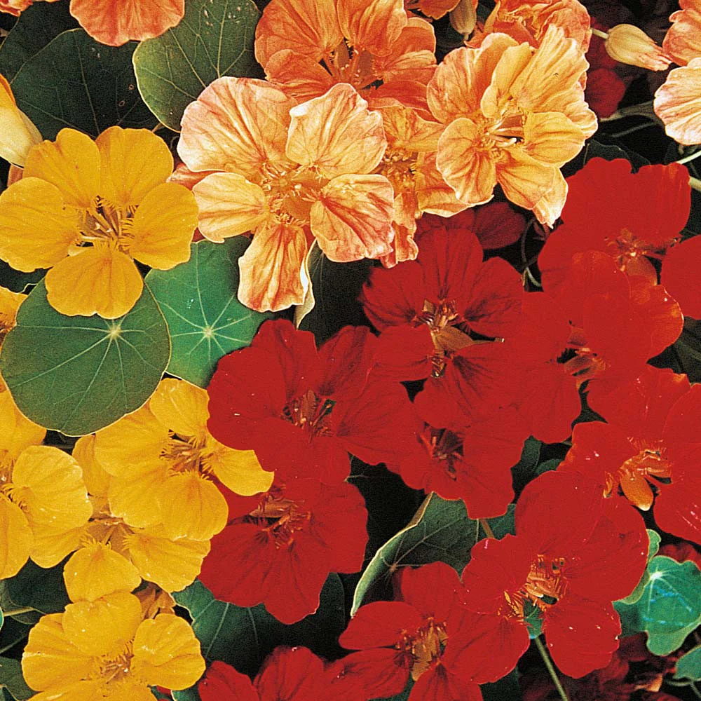 Nasturtium | Whirly Bird Semi Double Mix (Dwarf)