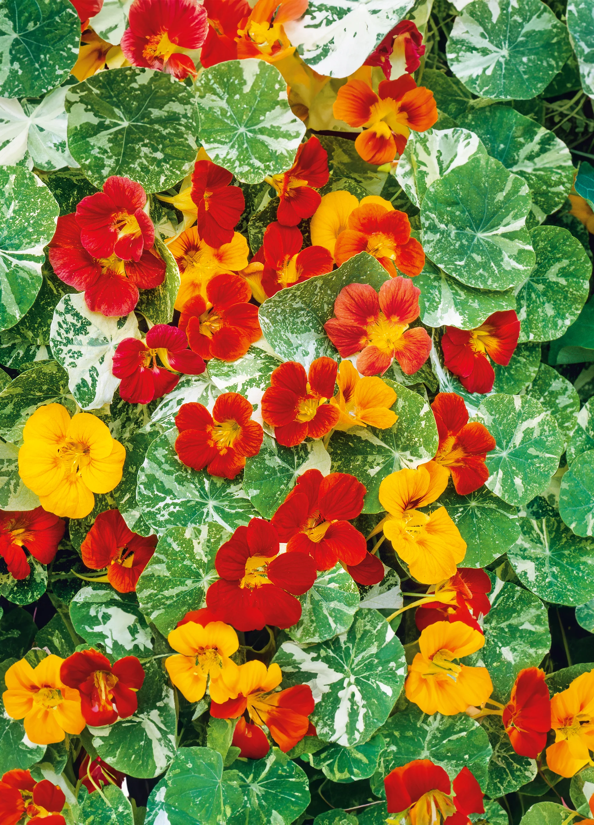 Nasturtium | Alaska Semi Double Mix (Dwarf)